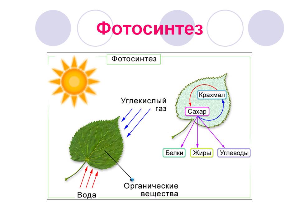 Fotosintez